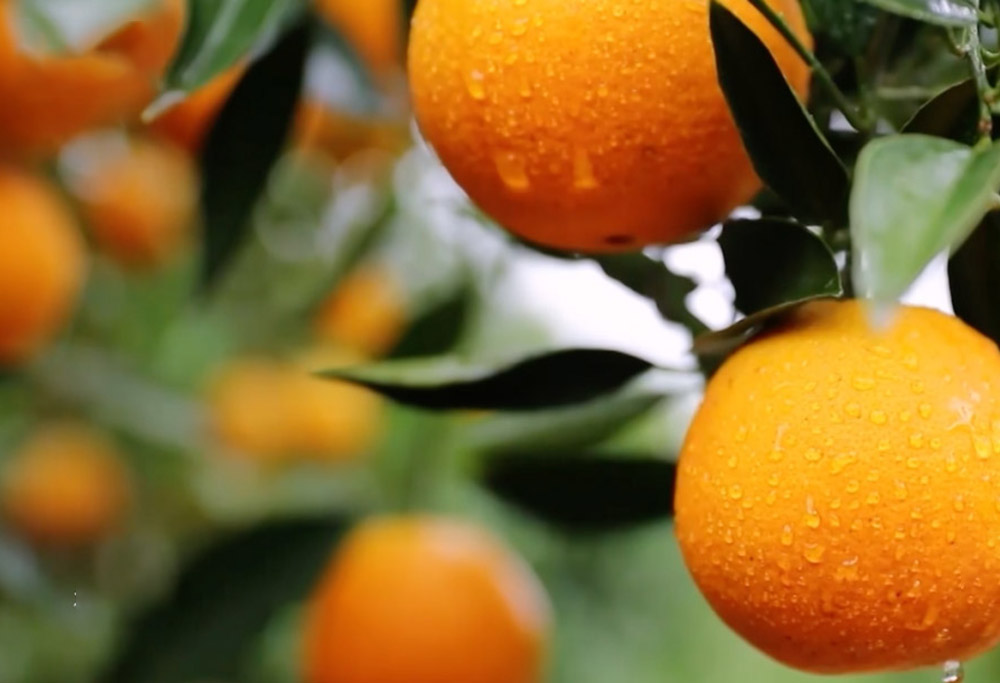 一年四季都有新鲜国产柑橘，背后离不开他