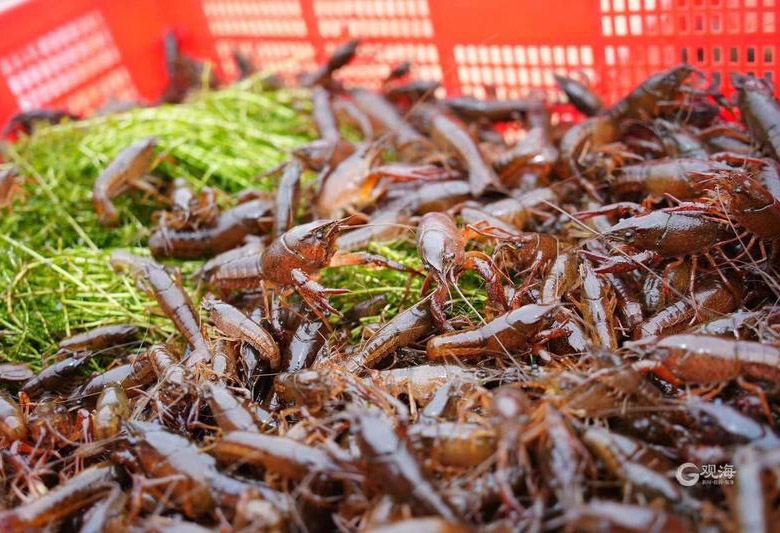 青岛莱西：湿地生态小龙虾抢“鲜”上岸